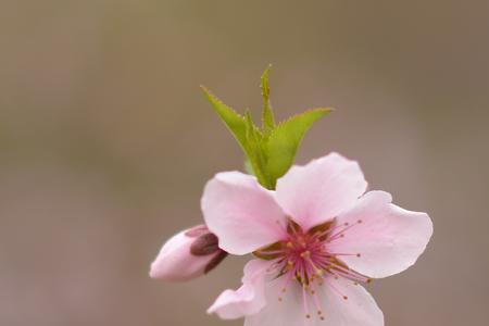 一枝桃花六瓣花是什么生肖