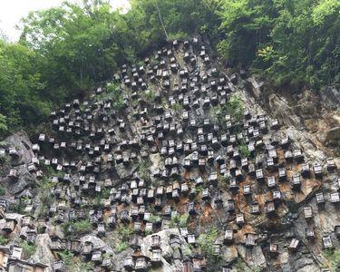 蜜蜂建造蜂巢需要几天