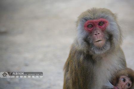 巴腊猴山介绍