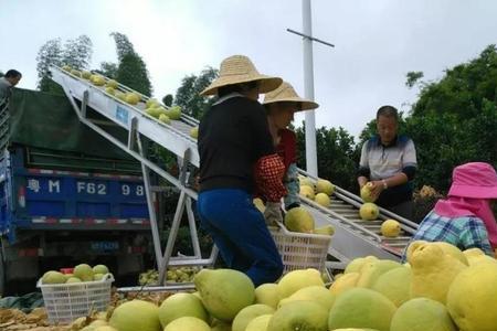 浙江柚子采摘最佳时间