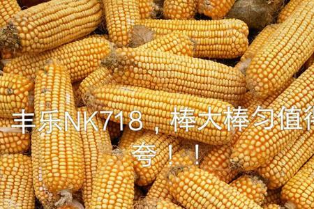 丰乐742玉米种能在山东德州种吗