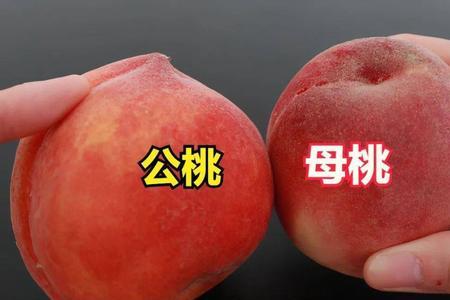 红艳桃的优缺点