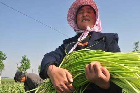 蒜苔一年收几次