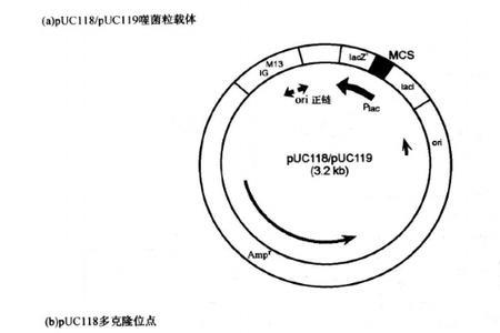 噬菌体的什么是质粒