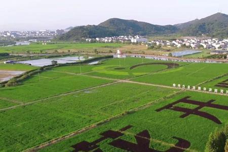 宁波哪里水稻田最多