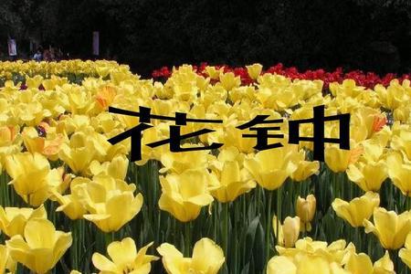 花钟什么花几点开花