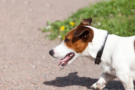 宾莎犬和杰克罗素哪个好