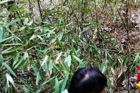 桂林铁峰山从哪里上去