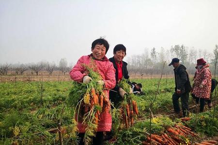 萝卜亩用种量计算公式