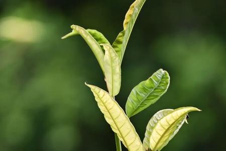 茁壮成长的茁组词是什么