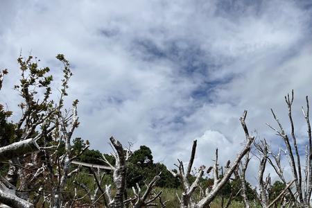 野旷山低树的下一句