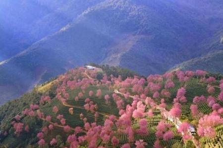 无量山樱花谷住宿攻略