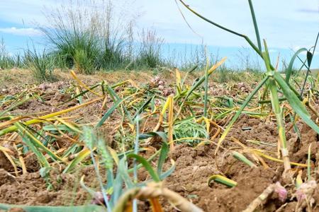 大蒜种到地里下大雨涝了还活吗