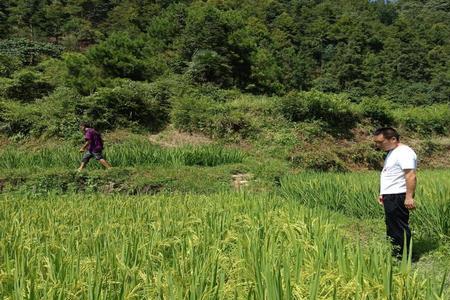 高温天气稻田里的水深好吗