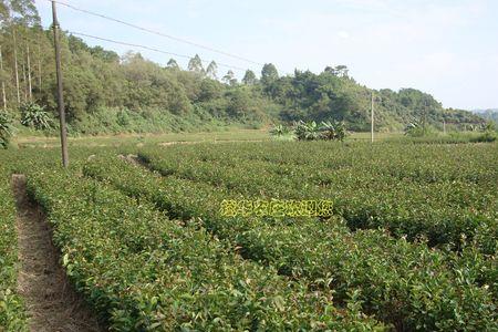 新种油茶树四年亩产有多少茶果