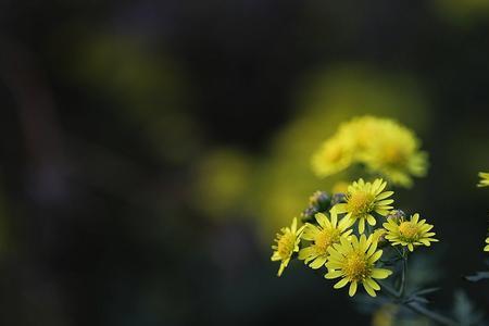 野菊花表达了作者什么样的感情