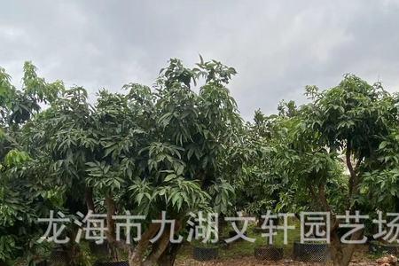 合江荔枝树几月栽