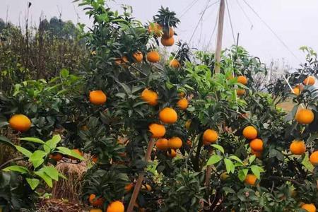 爱媛果冻橙种植气候条件