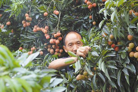 合江带绿荔枝管理技术