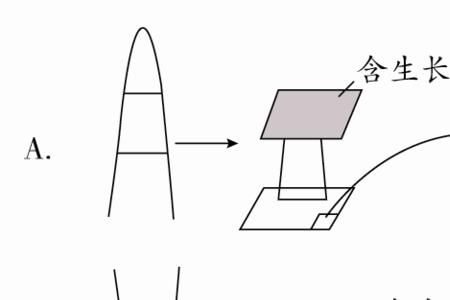 生长素的生物降解途径