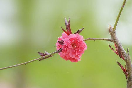 春花烂漫的出处