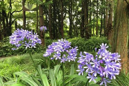 百子莲八月里移栽会死吗