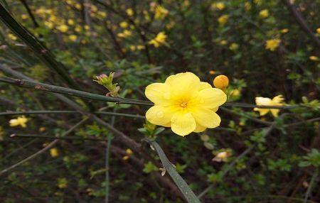 迎春花几月挖最好