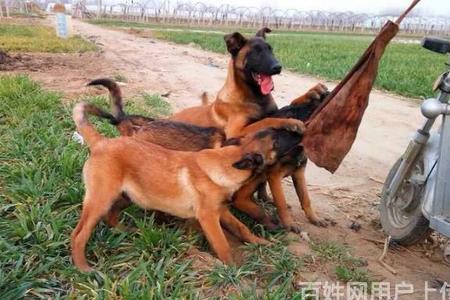 双血统马犬什么意思