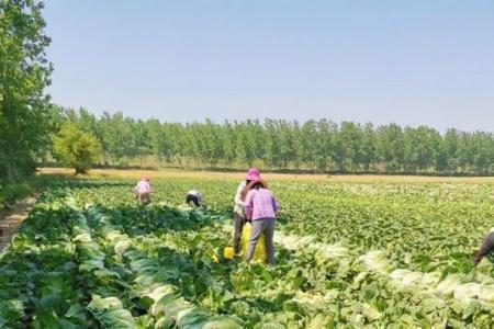 适合湖北省种植的大白菜品种