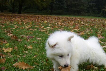 瑞士牧羊犬属于烈性犬吗