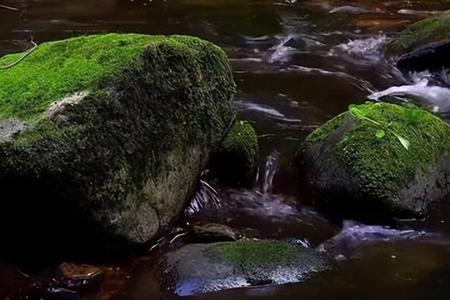 泉水中宗还是泉水匆匆