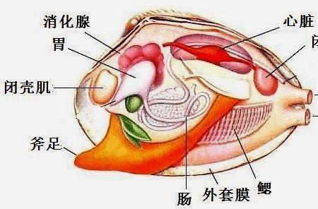 河蚌有眼睛和耳朵吗