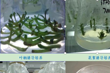 生物育种是什么