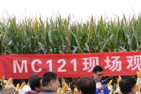 丰乐520玉米种审定公告