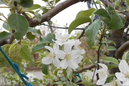 胶东苹果什么时候开花