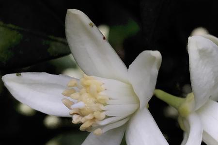 橘子花花瓣摸起来滑吗