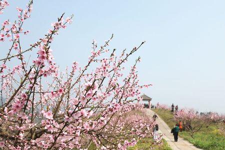 陌上花开青山绿水原文