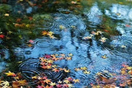 余光中冷冷的雨赏析