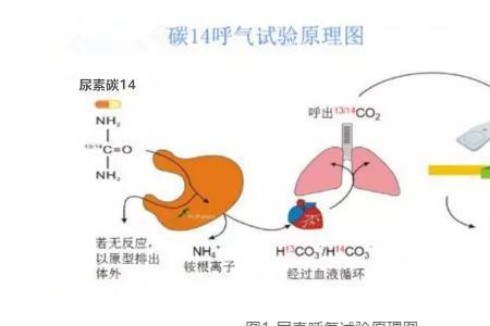 碳14怎么引起的