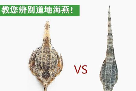 海燕子与海麻雀的区别