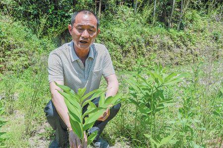 高参是什么植物