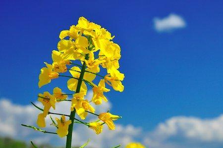 杭州周边赏油菜花哪里最好