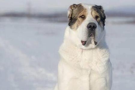 中亚牧羊犬口水多吗