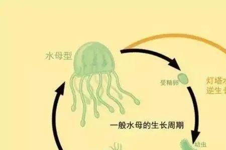 水母繁殖的基本条件