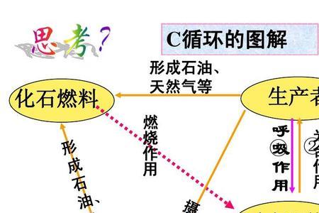 生态系统中物质循环的基本规律