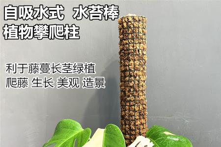 白龟用棕柱好还是水苔柱