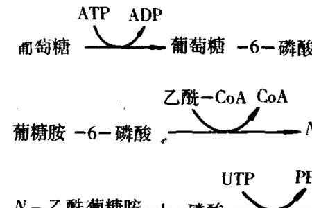 葡萄糖在叶绿体哪儿合成