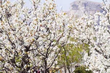 平邑梨花什么时间开得最好