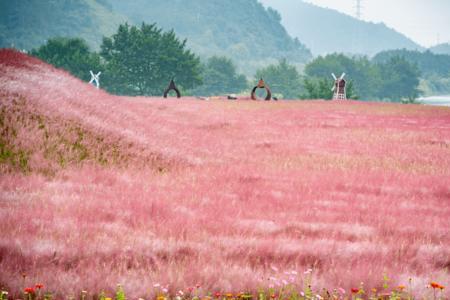 山里江南粉黛花海开花时间