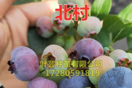 蓝莓苗黑杆是什么原因